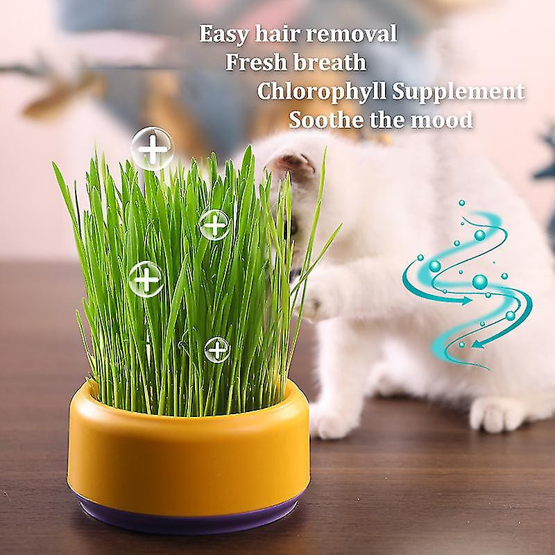 Cat Snack Planting Hydroponic Container Cat Grass Planting Bowl Without Soil
