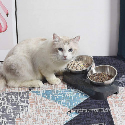 Bol pour chat surélevé, plat pour chat en acier inoxydable pour l’eau alimentaire Anti vomissements surélevé [...]