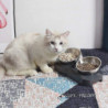 Bol pour chat surélevé, plat pour chat en acier inoxydable pour l’eau alimentaire Anti vomissements surélevé [...]