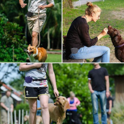 Silicone Dog Treat Pouch With Acsergery Clip,portable Dog Food Container For Training Gift