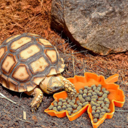 Reptile Bowl S Plate Reptile Food Bowl Lizard Cko (1pcs) Reptile Bowl S Plate Reptile Food Bowl Lizard Cko (1pcs)