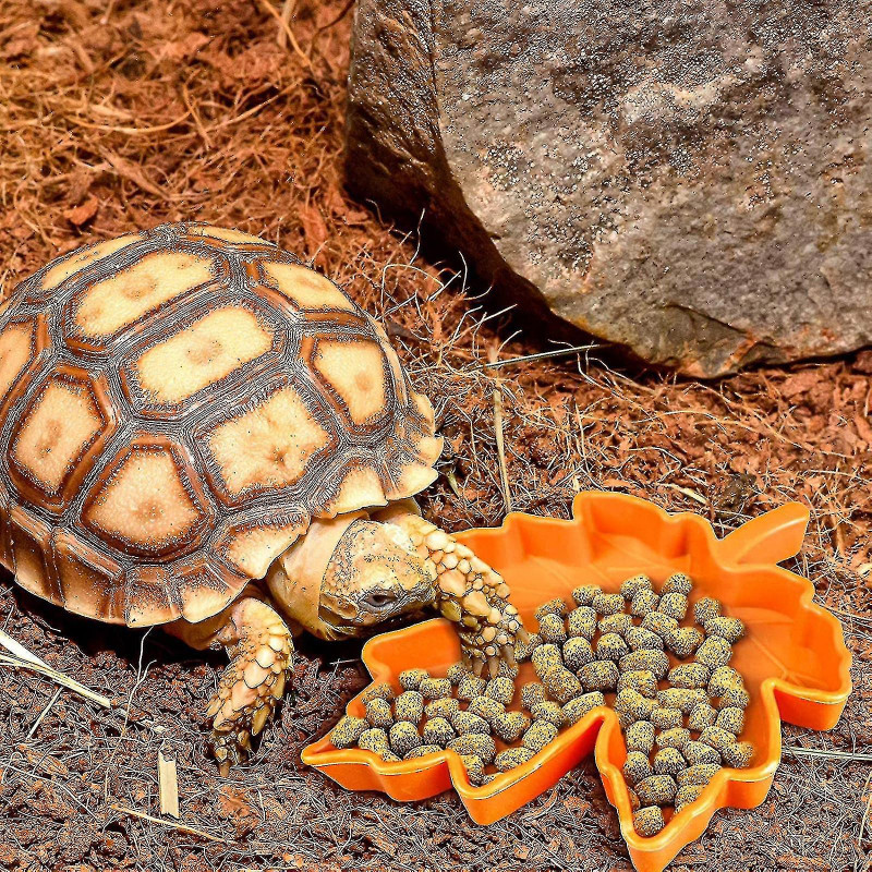Reptile Bowl S Plate Reptile Food Bowl Lizard Cko (1pcs)