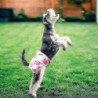 Pack Of 3 Reusable Washable Dog Diapers, Highly Absorbent Dog Physiological Pants Sanitary Diaper Pet Harassment [...]