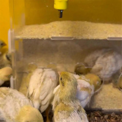 Parrot Feeder Box Acrylic Feeding Container No-Mess Multihole Food Box Clear Bird Food Dispenser Box for Finches Parrots