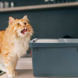 1PC Pet Food Barrel Pet Food Sealed Bucket Household Cat Food Container