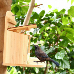 Squirrel Feeder For Outside Natural Wood Feeding Box With Lid Easy To Clean