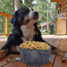 Dog Bowl Travel Bowls Pliable pour chien de compagnie, étanche Portable