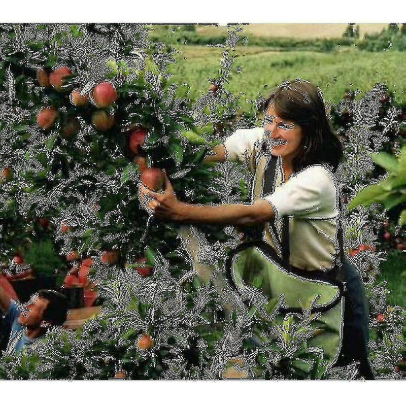 Tablier de cueillette de sac de cueillette de sac de cueillette de sac de cueillette de fruit Tablier de cueillette de sac de cueillette de sac de cueillette de sac de cueillette de fruit