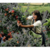 Tablier de cueillette de sac de cueillette de sac de cueillette de sac de cueillette de fruit Tablier de cueillette de sac de cueillette de sac de cueillette de sac de cueillette de fruit