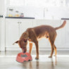 Slow Feeder Dog Bowl, Anti-gulping Slow Eating Bowl, Stop Bloat