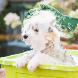 Fournitures pour animaux de compagnie Gants en silicone de nettoyage, anticorrosion et durables, pratiques et [...]