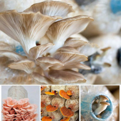 10pcs/bag Growth Bags High Temperature Resistant Food Grade Plastic Breathable Plant Growing Container For [...]