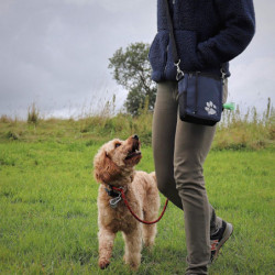 Pet Impact Dog Treat Pouch, Dog Walking Bag for All Your Essential Items, One of a Kind Eco-Friendly Treat Bag - [...]