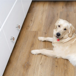 1 Set Dog Training Scent Tins Metal Storage Cans Pet Scent Training Containers with Magnetic Dots 1 Set Dog Training Scent Tins Metal Storage Cans Pet Scent Training Containers with Magnetic Dots