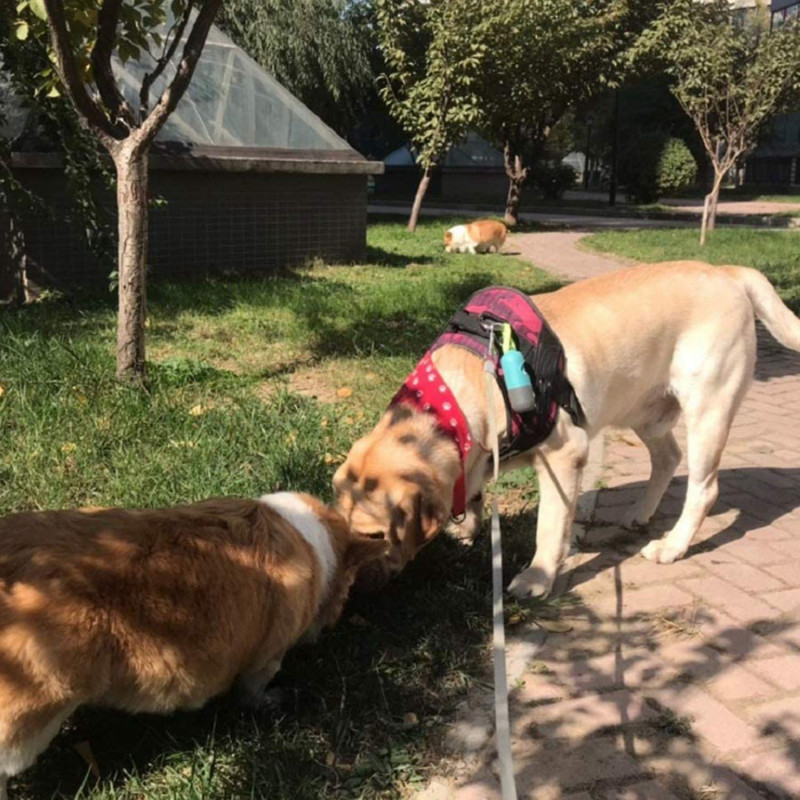 Dog Waste Bag Dispenser with LED Flash Light Poop Bag Holder for Dog Lead Leash Never Step on Poop