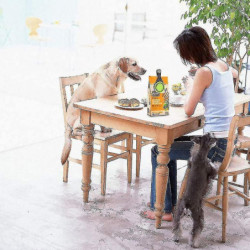 2 Pcs Pelle De Nourriture Pour Animaux De Compagnie Tasse À mesurer, Cuillère De Nourriture Pour Animaux De [...]