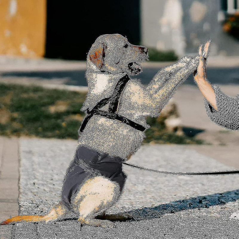 Lot De 3 Couches Réutilisables Lavables Pour Chiens, Culottes Pour Chiens Très Absorbantes-YUHAO