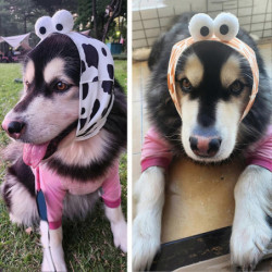 Animals Pet Supplies Pet Supplies Dog Supplies Dog Apparel U3210 Animals Pet Supplies Pet Supplies Dog Supplies Dog Apparel U3210