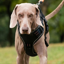 Animals Pet Supplies Pet Supplies Dog Supplies Dog Apparel U3120 Animals Pet Supplies Pet Supplies Dog Supplies Dog Apparel U3120