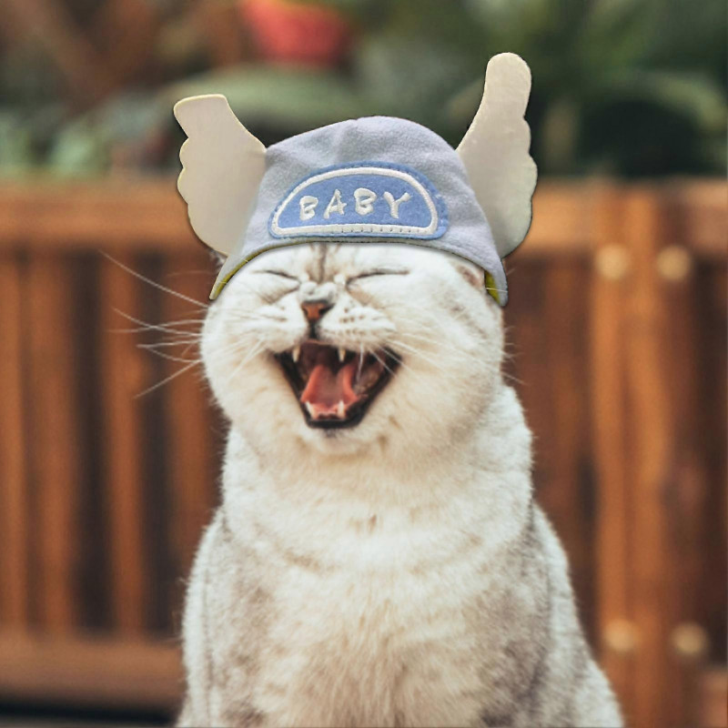 Animals Pet Supplies Pet Supplies Cat Supplies Cat Apparel U4561