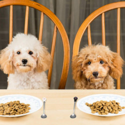 2 morceaux de cuillère de chat de chien animaux domestiques peuvent cuillère en acier inoxydable cuillère de [...]