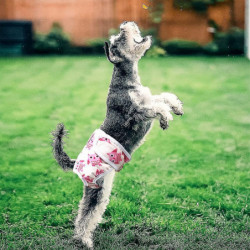 Paquet de 3 couches réutilisables lavables pour chiens, pantalon physiologique pour chien hautement absorbant [...]