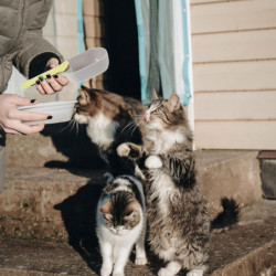 Scoop For Dog Food Pet Food Scoop Dog Food Scoop With Bag Clip Cat Food Spoon Plastic Pet Food Feeding Scoop Cat [...]