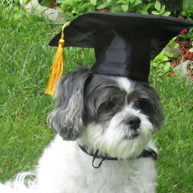 Puppy Supplies Dog Hats For Graduation Decor-puppy Graduation Cap For Small Dogs Like Chihuahua-black Puppy Accessories