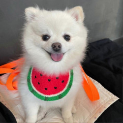 Animals Pet Supplies Pet Supplies Dog Supplies Dog Apparel U4540