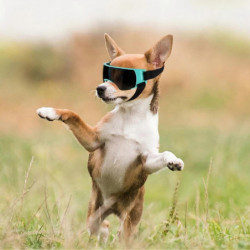 Animals Pet Supplies Pet Supplies Dog Supplies Dog Apparel U4456 Animals Pet Supplies Pet Supplies Dog Supplies Dog Apparel U4456