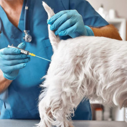 20pcs Chien Insémination Artificielle Outil Ai Race Feed Whelp Catheter Rod Pour Home Pet Products Tool 20pcs Chien Insémination Artificielle Outil Ai Race Feed Whelp Catheter Rod Pour Home Pet Products Tool