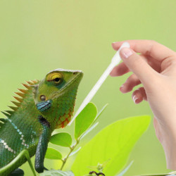 6pcs Reptiles Feeding Tweezer Plastic Clip Spider Lizard Food Feeding Clips 6pcs Reptiles Feeding Tweezer Plastic Clip Spider Lizard Food Feeding Clips