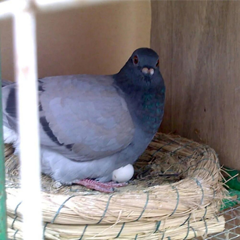 6Pcs Plastic Poultry Feeding Supplies Solid Pigeon Simulation Fake Eggs