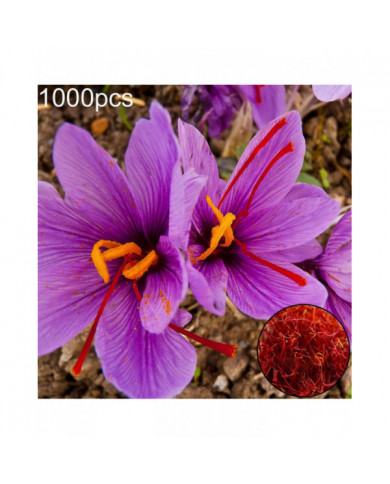 1000 Pcs Safran Crocus Graines Plante Maison Jardin Bonsaï Ornemental Fleur Décor