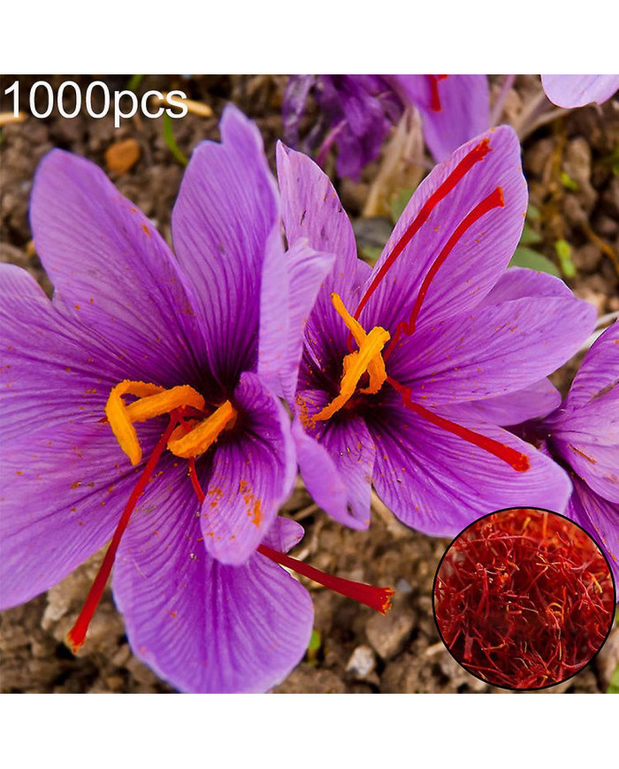 1000 Pcs Safran Crocus Graines Plante Maison Jardin Bonsaï Ornemental Fleur Décor