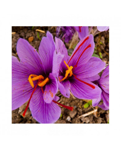 1000 Pcs Safran Crocus Graines Plante Maison Jardin Bonsaï Ornemental Fleur Décor