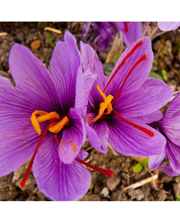 1000 Pcs Safran Crocus Graines Plante Maison Jardin Bonsaï Ornemental Fleur Décor