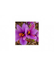 1000 Pcs Safran Crocus Graines Plante Maison Jardin Bonsaï Ornemental Fleur Décor