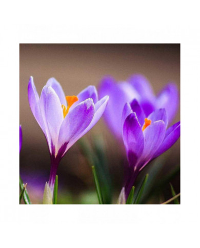 1000 Pcs Safran Crocus Graines Plante Maison Jardin Bonsaï Ornemental Fleur Décor