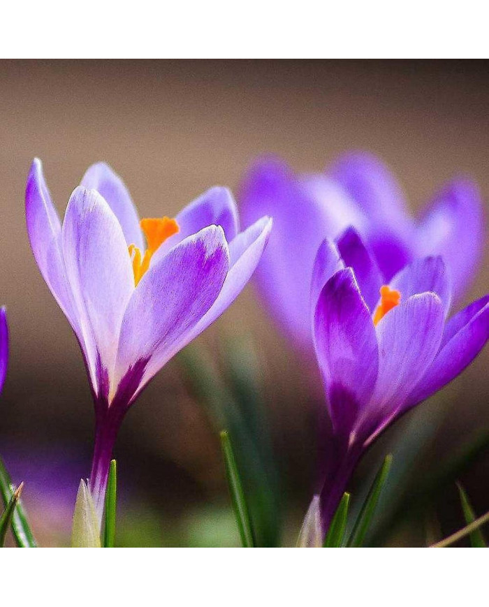 1000 Pcs Safran Crocus Graines Plante Maison Jardin Bonsaï Ornemental Fleur Décor