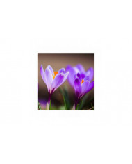 1000 Pcs Safran Crocus Graines Plante Maison Jardin Bonsaï Ornemental Fleur Décor