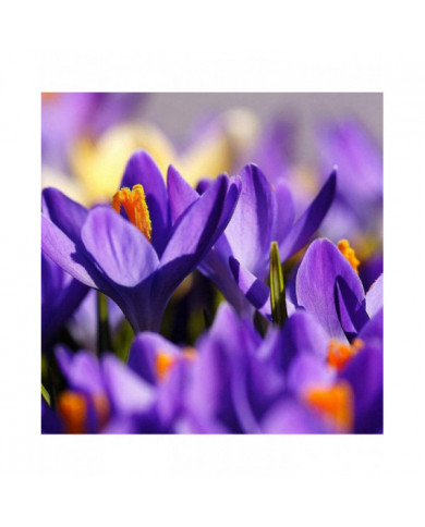 1000 Pcs Safran Crocus Graines Plante Maison Jardin Bonsaï Ornemental Fleur Décor