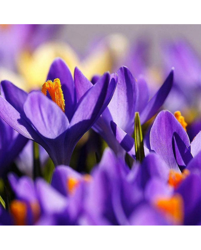 1000 Pcs Safran Crocus Graines Plante Maison Jardin Bonsaï Ornemental Fleur Décor