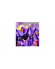 1000 Pcs Safran Crocus Graines Plante Maison Jardin Bonsaï Ornemental Fleur Décor