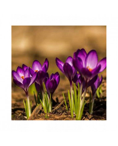 1000 Pcs Safran Crocus Graines Plante Maison Jardin Bonsaï Ornemental Fleur Décor