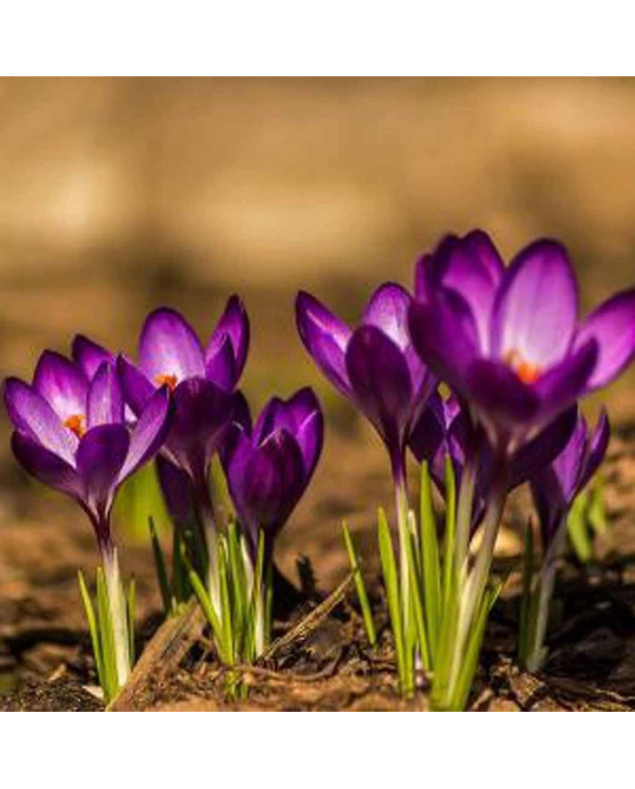 1000 Pcs Safran Crocus Graines Plante Maison Jardin Bonsaï Ornemental Fleur Décor