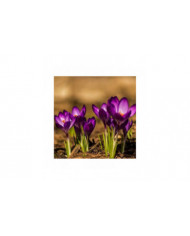 1000 Pcs Safran Crocus Graines Plante Maison Jardin Bonsaï Ornemental Fleur Décor