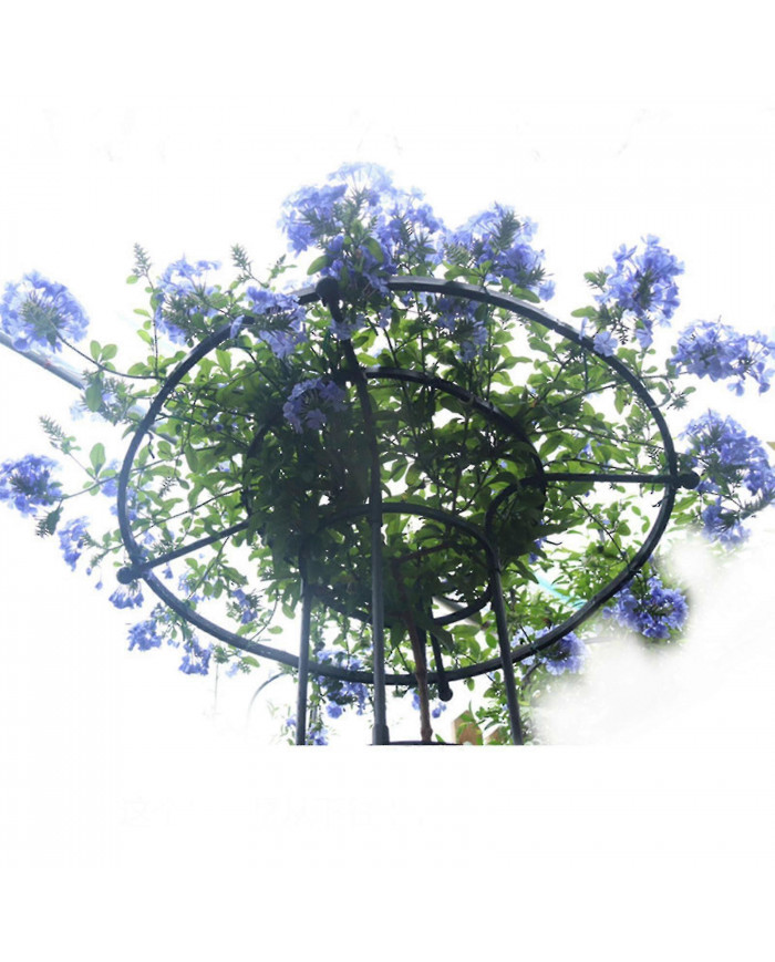 Treillis De Jardin Pour Plantes Grimpantes Et Fleurs, Treillis De Plante En Métal Pour Une Utilisation En Extérieur