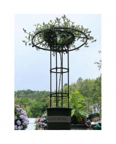 Treillis De Jardin Pour Plantes Grimpantes Et Fleurs, Treillis De Plante En Métal Pour Une Utilisation En Extérieur