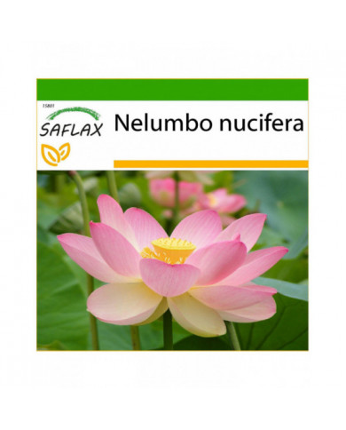 Saflax - 8 graines - avec sol - sacré indien Lotus - Lotus sacré - Fior di loto asiatico - Lloto sagrado - [...]